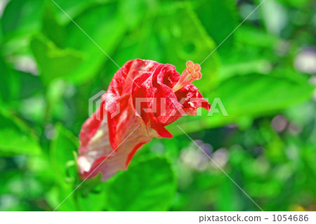 與花的紅色木槿關閉了 與花的紅色木槿關閉了 1054686