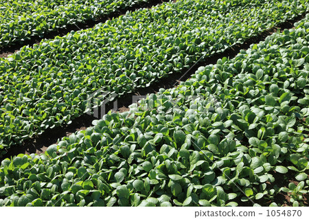 Komatsuna crop field 1054870