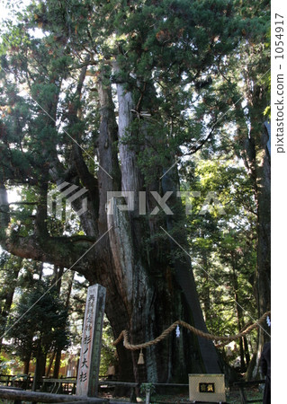 Cedar cedar of Yasaka Shrine, Otofoncho, Kochi prefecture Cedar cedar of Yasaka Shrine, Otofoncho, Kochi prefecture 1054917