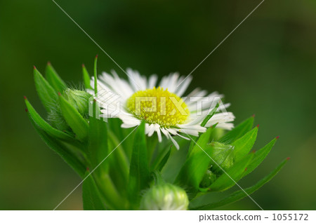 erigeron annuus, bloom, blossom 1055172