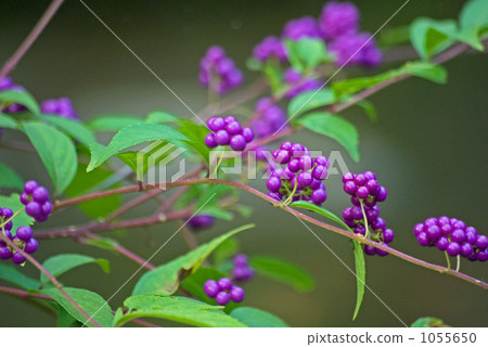 Fruit of Murasakusibu 1055650