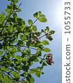 Dogwood 1055733