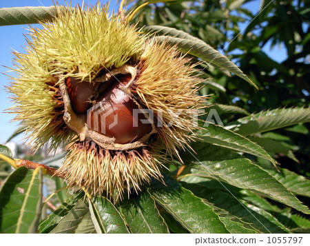Chestnut Kami即將降臨 Chestnut Kami即將降臨 1055797