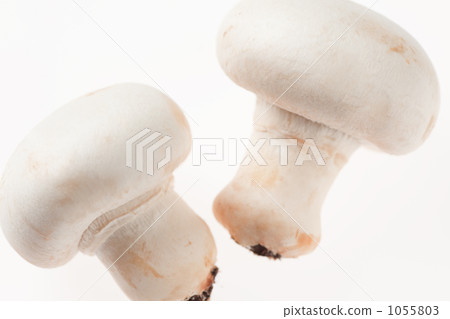 羊肚菌 蘑菇 蔬菜 1055803