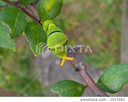 A swallowtail larva of Inuzansha 1055881