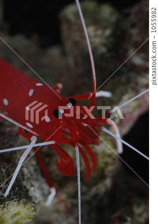 Shrimp like Santa 1055982