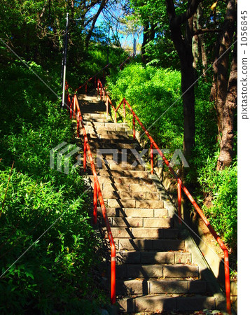 灌木叢 草叢 樓梯 1056845