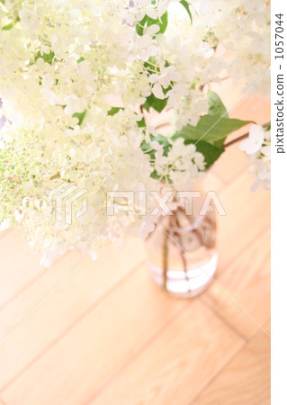 繡球花 繡球 六月 1057044