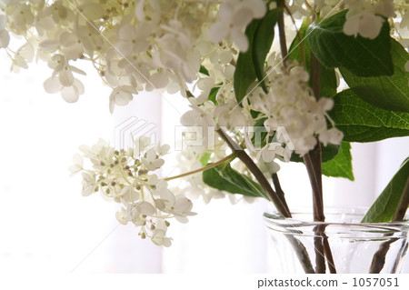 切花 繡球花 繡球 1057051