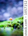 羊肚菌 蘑菇 苔蘚 1057152