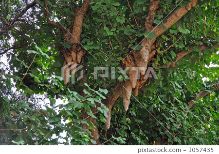 樹·乳房銀杏樹銀杏樹 1057435