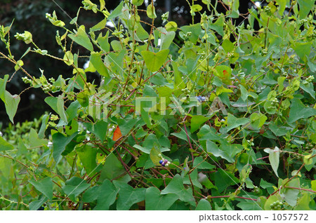 Wild grass · Ishi Mikawa family 1057572