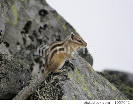 休息〜高山的Ezoshimaris~ 1057641