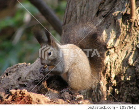 Ezoris's table 1057642