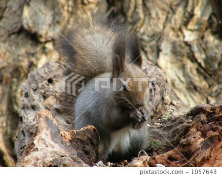 Ezoris under meal from right front Ezoris under meal from right front 1057643