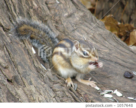 A table of ezoshimaris 1057648