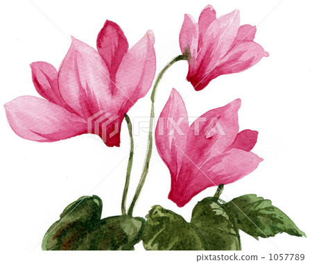 Cyclamen 0911 1057789