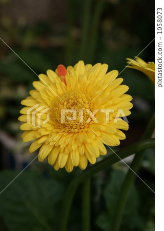 Yellow gerbera with only one petal different in color 1058073