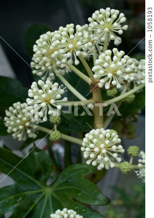 Paperplant flower 1058193