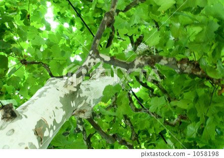 Platanus 1058198