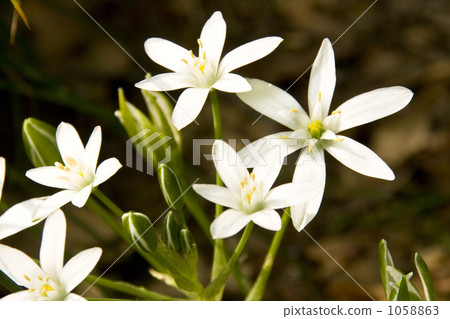 Oohuana (Maize) 1058863