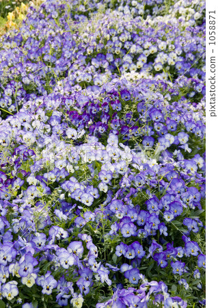 Pansy field Pansy field 1058871
