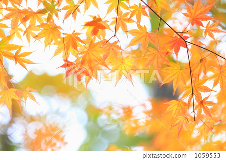 楓樹 紅楓 楓葉 1059553