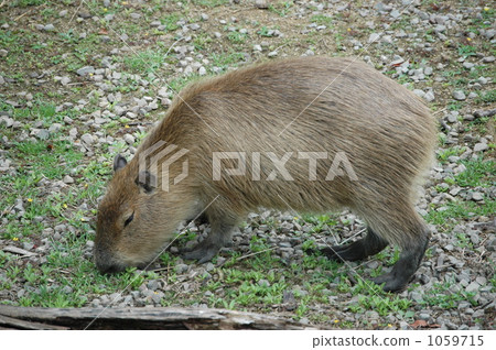 capybara, one, mammals of both the ocean and the river 1059715