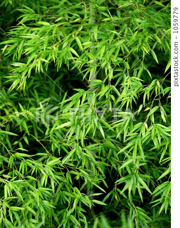 Bamboo leaf art Bamboo leaf art 1059779