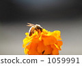 蜜蜂 1059991