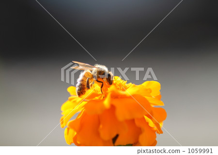 蜜蜂 1059991