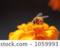 蜜蜂 1059993
