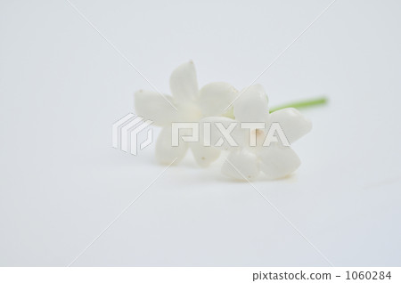 Flower Kazunari Jasmine 1060284