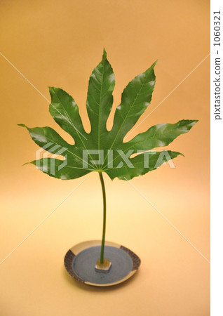 Hana Hanato八手 1060321