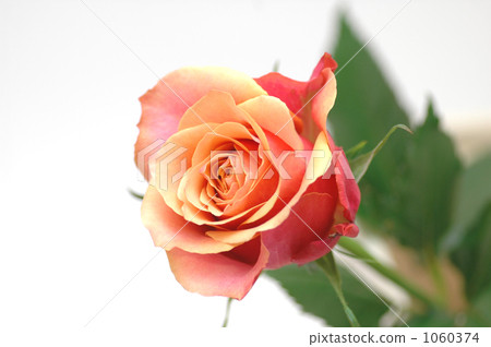 Kazuhiro Hanawa Roses Cherry Brande 1060374