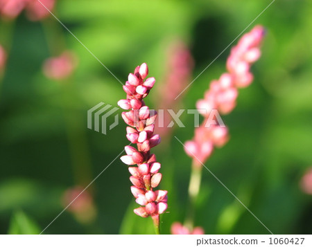 Flower of Inutaden 1060427