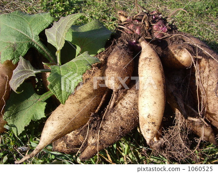 Yacon Harvest Yacon Harvest 1060525