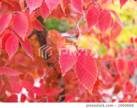Autumn leaves of Zelkowa 1060666