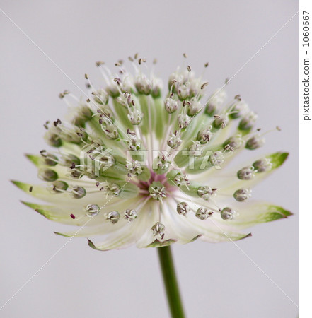 Astrantia Mayor Astrantia Mayor 1060667