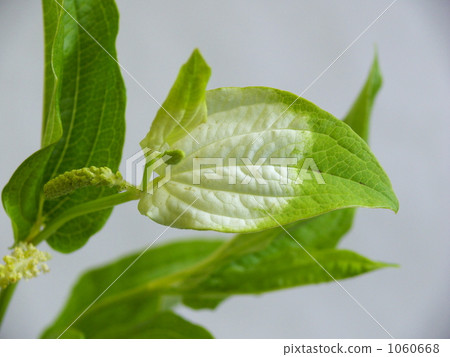 半化妝品 半化妝品 1060668