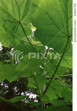 在山上生長的大葉植物 1060739