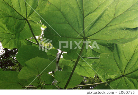 在山上生長的大葉植物 在山上生長的大葉植物 1060755