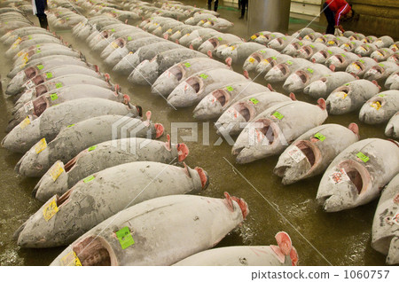 築地市場冷藏金槍魚 1060757