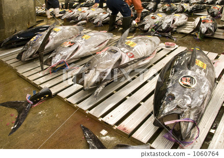Tsukiji market Oma production tuna 1060764