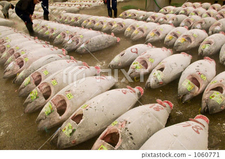 築地市場冷藏金槍魚 1060771