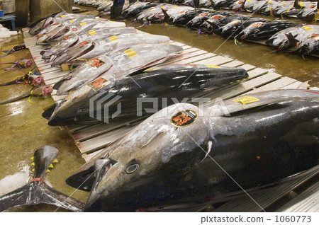 Tsukiji market Oma production tuna Tsukiji market Oma production tuna 1060773