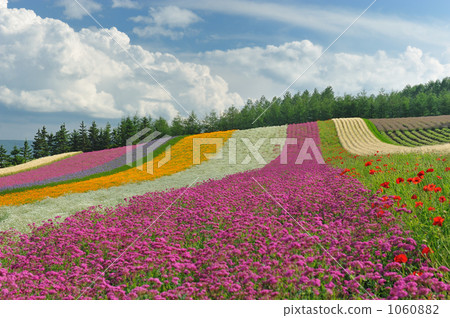 彩虹花園看法從紫色花的 1060882