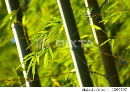 bamboo thicket, bamboo, japanese style 1060897