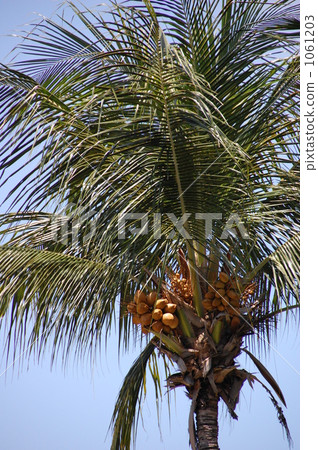 Palm tree 1061203