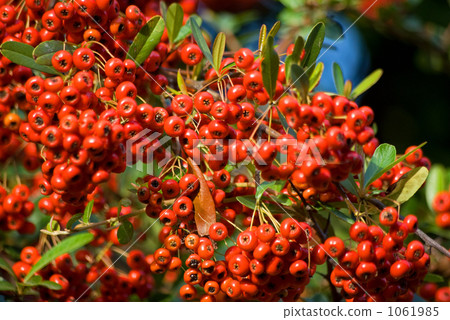 Red fruit of Tokiwa hawthorn Red fruit of Tokiwa hawthorn 1061985